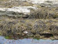 Albums/20060200-New Zealand 2006/20060318-Kaikiura/5